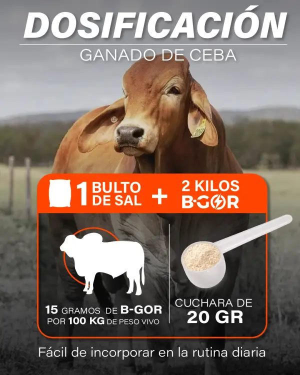 Dosificación B-GOR ganado de ceba